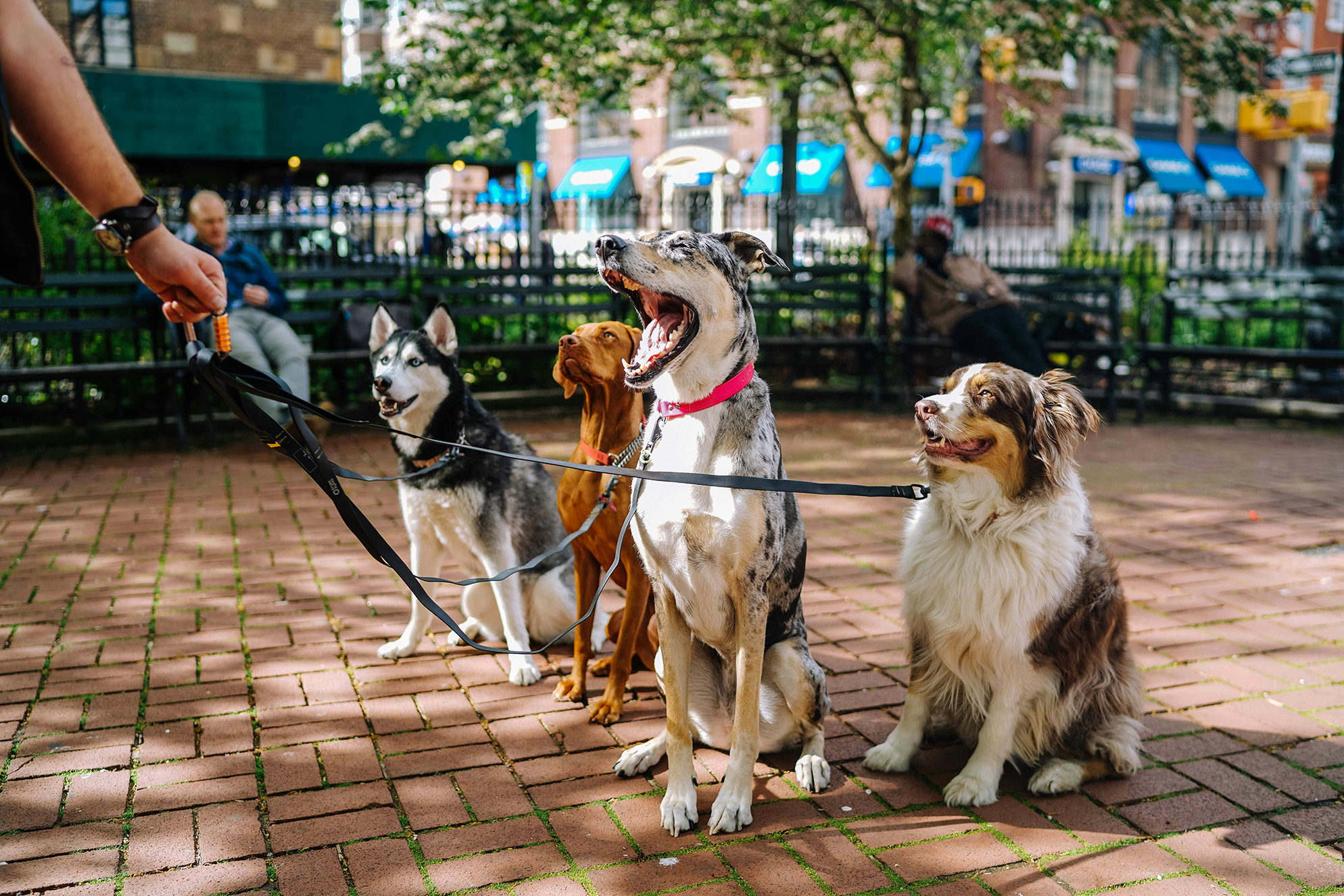 A Husky, a Vizsla, a Border Collie, and a Great Dane on leashes in an NYC park.