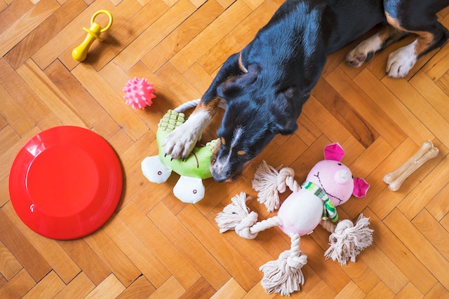 A dog playing with his toys and a Frisbee.