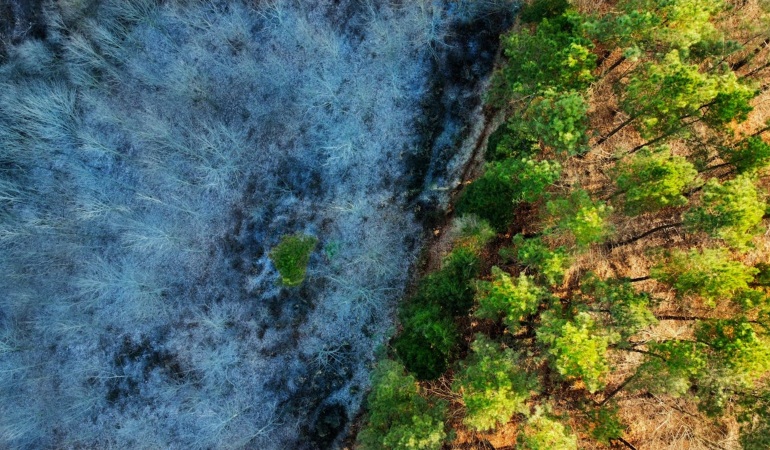 Drone shot of trees in a forest